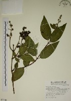 藏品(大葉溲疏)的圖片