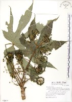 藏品(臺灣八角金盤)的圖片