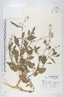 藏品(葶藶)的圖片