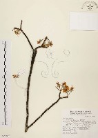 藏品(臺灣蘋果)的圖片