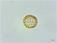 藏品(臺灣土防己)的圖片