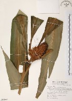 藏品(普萊氏月桃、短穗山姜)的圖片