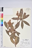 藏品(臺灣馬醉木)的圖片