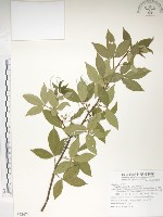 藏品(飛龍掌血)的圖片