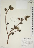 藏品(牛乳榕)的圖片