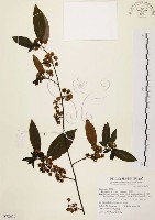 藏品(山胡椒)的圖片