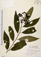 藏品(黑星紫金牛)的圖片