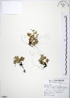 藏品(小椒草)的圖片