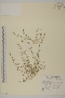 藏品(雀舌草)的圖片