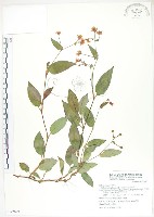 藏品(火炭母草、清飯藤)的圖片