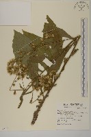 藏品(薄葉艾納香)的圖片