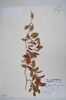 藏品(酸藤)的圖片