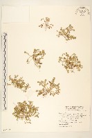 藏品(翅果假吐金菊)的圖片