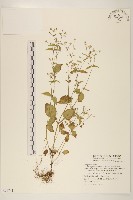 藏品(粗毛小米菊)的圖片