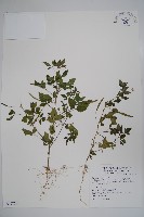 藏品(平伏莖白花菜、成功白花菜)的圖片
