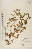 藏品(線球菊、田基黃)的圖片