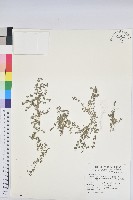 藏品(匐根大戟)的圖片