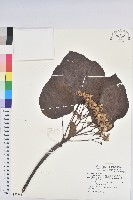 藏品(廣東油桐、皺桐)的圖片