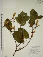 藏品(猿尾藤)的圖片