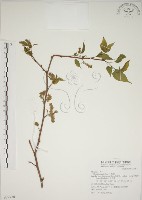 藏品(小桑樹)的圖片