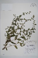 藏品(盾果草)的圖片