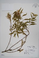 藏品(黃連木、爛心木)的圖片