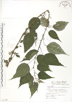 藏品(青苧麻)的圖片