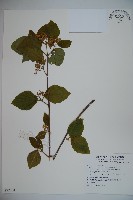 藏品(呂宋莢迷)的圖片