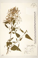 藏品(蔓黃菀)的圖片