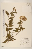 藏品(小舌菊、蔓綿菜)的圖片