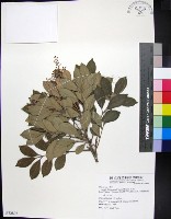 藏品(紅柴)的圖片