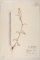 藏品(絲綿草)的圖片