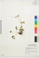 藏品(五葉黃連)的圖片