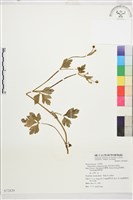 藏品(水辣菜、禺毛茛)的圖片