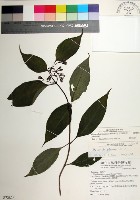 藏品(台北玉葉金花)的圖片