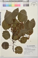 藏品(枳椇)的圖片