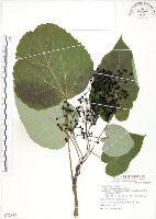 藏品(山桐子)的圖片