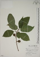 藏品(牛乳榕)的圖片