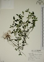 藏品(爵床)的圖片