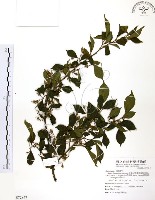 藏品(烏皮九芎、奮起湖野茉莉)的圖片