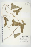 藏品(雙花龍葵、耳鉤草)的圖片