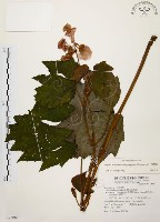 藏品(裂葉秋海棠)的圖片