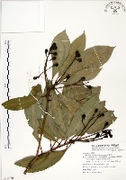 藏品(大葉楠)的圖片