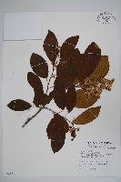 藏品(厚殼樹)的圖片