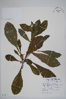 藏品(盾果草)的圖片