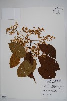 藏品(厚殼樹)的圖片