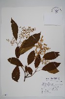 藏品(厚殼樹)的圖片