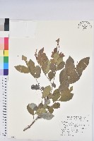 藏品(細葉饅頭果)的圖片