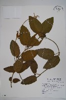 藏品(絨毛芙蓉蘭)的圖片