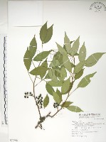 藏品(飛龍掌血)的圖片